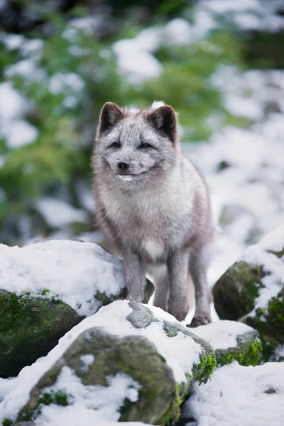 Portrait Mignon Hiver Renard Polaire Gris — Photo