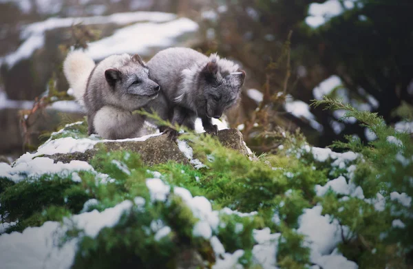 Deux Jouer Mignon Gris Enduit Polaires Renards — Photo