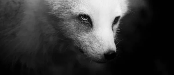 黑白极地狐狸肖像 — 图库照片