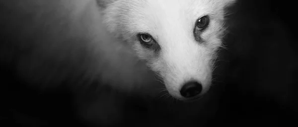 Black White Polar Fox Portrait — Stock Photo, Image