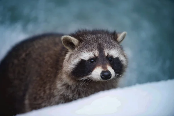 Retrato Racoon Baixa Profundidade Campo Olhos Afiados Fundo Azul Desfocado — Fotografia de Stock