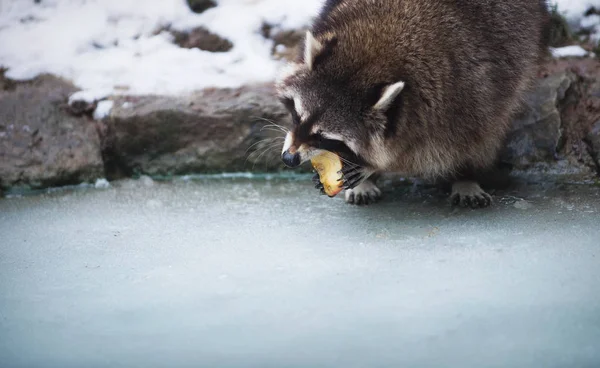 Racoon Comiendo Una Manzana Pie Sobre Hielo — Foto de Stock