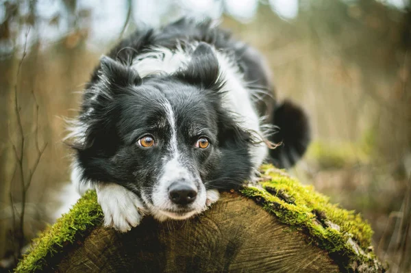 Black White Border Collie Dog Lying Mossy Log Forest — Stock Photo, Image