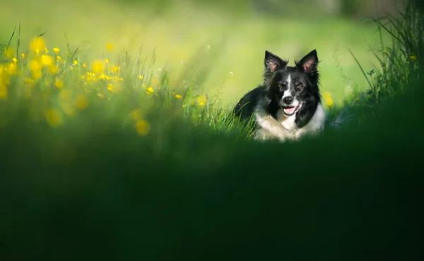 Hund Ruht Auf Der Wiese Schwarz Weißer Border Collie Liegt — Stockfoto