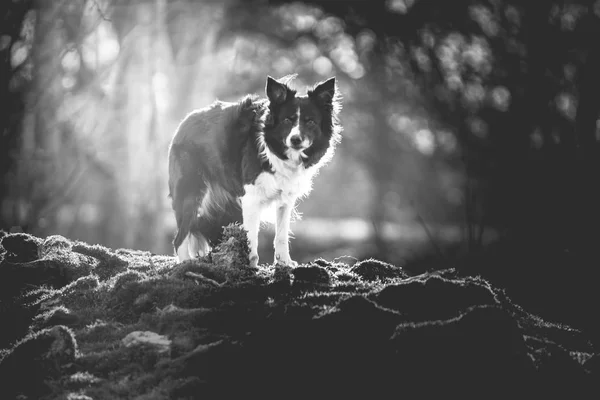 Fekete Fehér Fotó Border Collie Erdő Állt Dark Art Moody — Stock Fotó