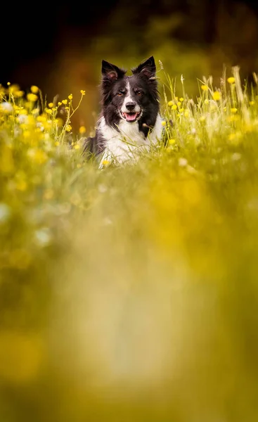 Sarı Çiçek Açan Düğünçiçekleri Çayırda Yatan Bir Köpek Bahar Atmosfer — Stok fotoğraf