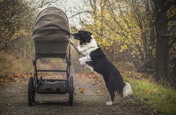 Svart Och Vit Hund Border Collie Titta Barnvagn — Stockfoto