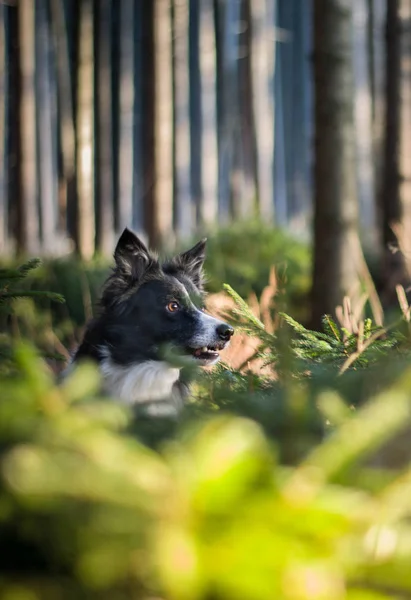 Porträtt Huvudet Hunden Svart Och Vitt Border Collie Sitter Små — Stockfoto