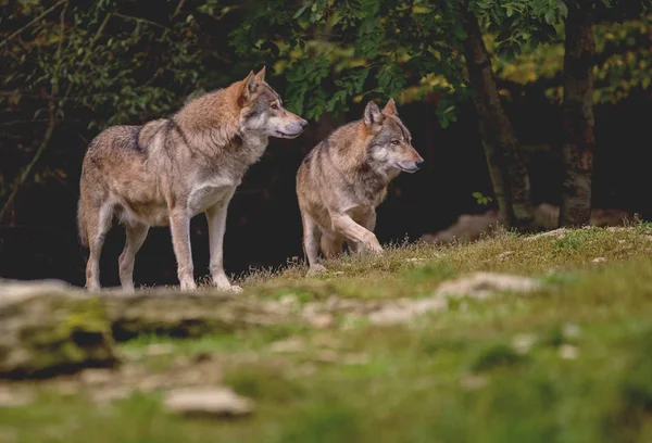 Dwa Wolf Stoi Łące Przed Drzew — Zdjęcie stockowe