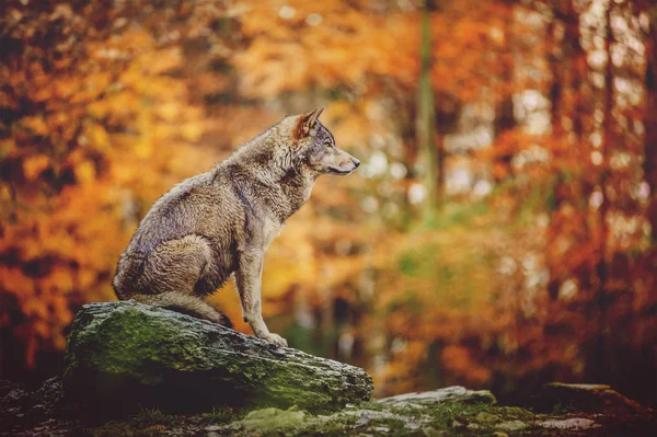 Lobo Sentado Piedra Bosque Otoño — Foto de Stock