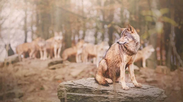 Wilk Przywódca Siedząc Pack Wolfs Lesie Jesienią — Zdjęcie stockowe