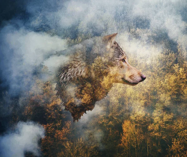 배경에 늑대의 — 스톡 사진