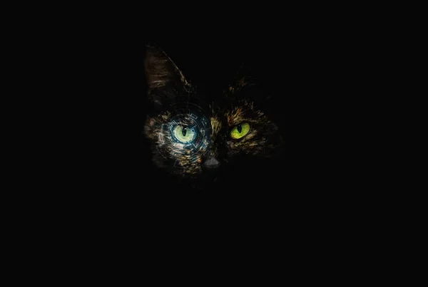 Futuristic Cat Blue Holographic Interface Front Her Radiant Green Eye — Stock Photo, Image