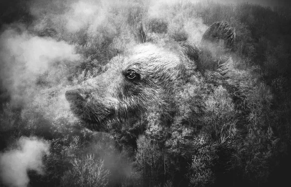 Black and White Collage: Bears Head and the Misty Forest. Double Exposition.