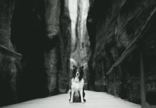 Svart Och Vitt Stående Hund Sitter Den Trä Gångvägen Mellan — Stockfoto