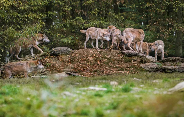 Manada Lobos Madereros Canadienses — Foto de Stock