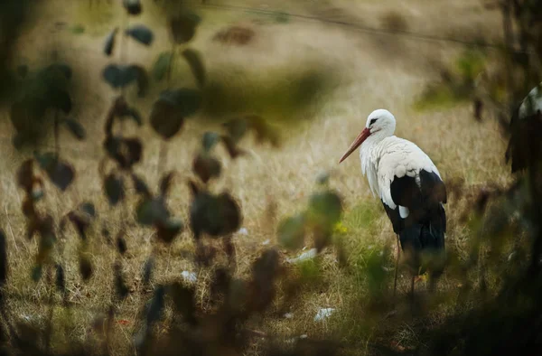 White Stork Standing Meadow View Blurred Branches — Stock Photo, Image