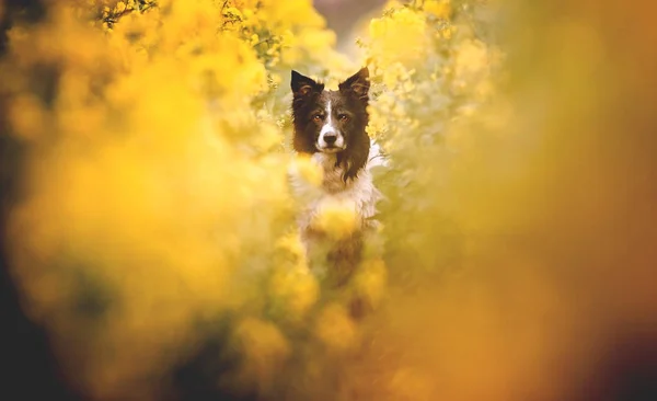 可爱的黑白边境牧羊犬的肖像 狗坐在黄色盛开的油菜地里 非常低的景深 艺术版本与非常嘈杂 — 图库照片