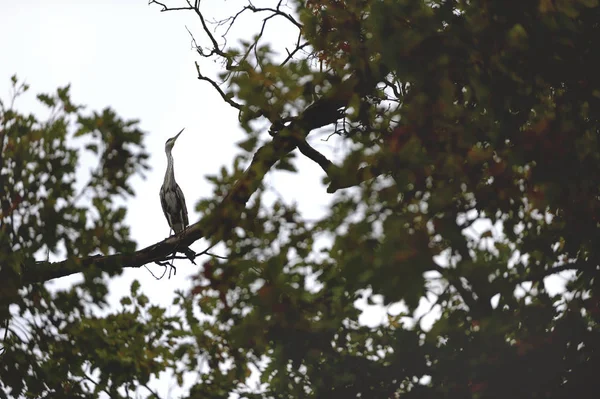 The Wild Grey Heron Sitting on Branch high on the Tree. — Stock Photo, Image