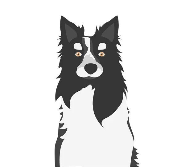 Portrait Dog Black White Border Collie Vector Illustration — Stock Vector