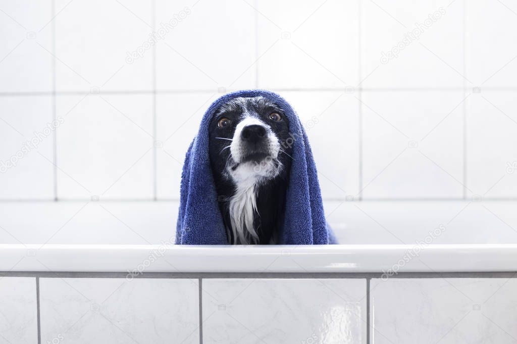 Dog Sitting in Bath. Cute Black and White Border Collie after Bathing with Blue Towel on Head.