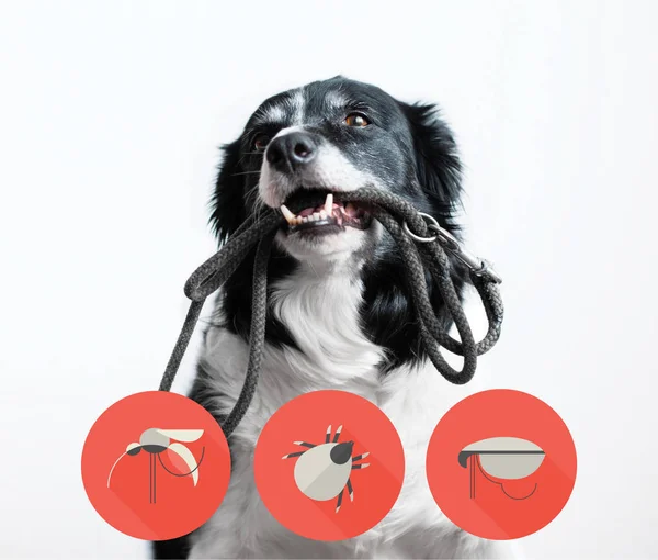 Portret van een hond met iconen van parazites rond zijn hoofd. Zwart-wit Bordercollie met riem in mond. — Stockfoto