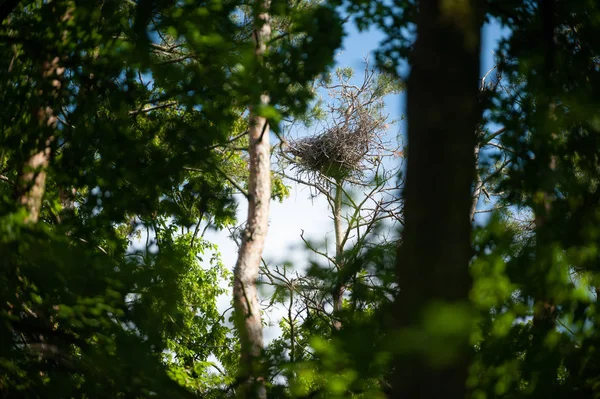 Velké hnízdo šedého vola na horních větvích stromu. — Stock fotografie