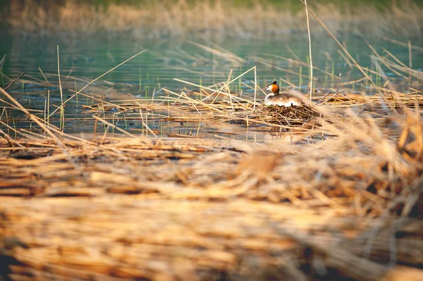Grandioso grebe de cresta sentado en el nido. Podiceps cristatus. Fotografía de vida silvestre con fondo borroso . — Foto de Stock