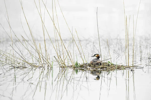 偉大なトキカイツブリは巣に座っています。Podiceps cristatus.ぼやけた背景を持つ野生動物の写真. — ストック写真