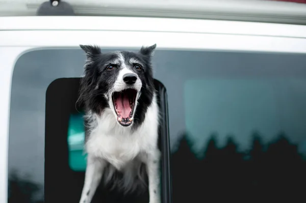 Câine latră de la fereastra maşinii. Vechi negru și alb frontieră Collie Privind afară de fereastră . — Fotografie, imagine de stoc