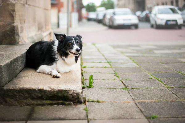 Câine întins pe scările casei. Collie de frontieră alb-negru care așteaptă pe stradă în fața casei . — Fotografie, imagine de stoc