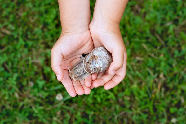 Παιδικά χέρια με μεγάλο χαριτωμένο σαλιγκάρι. — Φωτογραφία Αρχείου