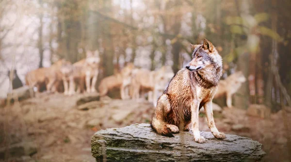 Líder Wolf Sentado em frente ao Pacote de Lobos na Floresta do Outono — Fotografia de Stock