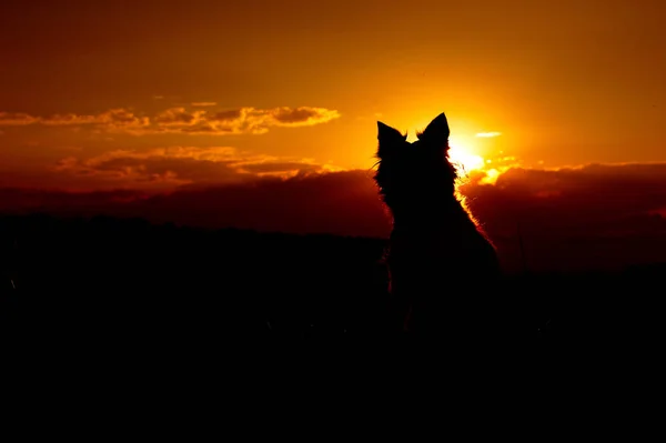 Perro sentado al atardecer. Silueta de la frontera Collie . — Foto de Stock