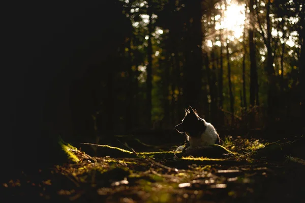 Porträtt av Border Collie. Hund liggande i skogen i motljus. Hög kontrast, bullriga foto. — Stockfoto