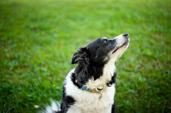 Retrato de perro lindo. Viejo borde negro y blanco collie . — Foto de Stock