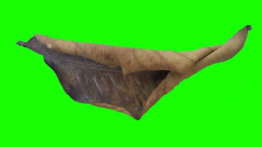 Sonbahar yaprak yeşil izole veya beyaz arka plan