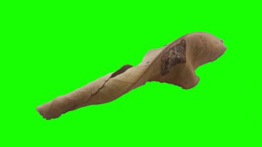 Sonbahar yaprak yeşil izole veya beyaz arka plan