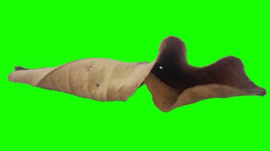 Sonbahar yaprak yeşil izole veya beyaz arka plan