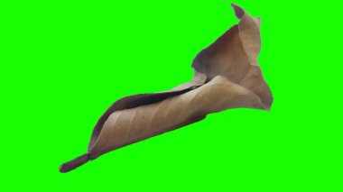 Sonbahar yaprak yeşil izole veya beyaz arka plan