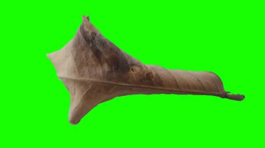 Sonbahar yaprak yeşil izole veya beyaz arka plan