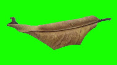 Sonbahar yaprak yeşil izole veya beyaz arka plan