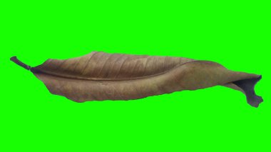 Sonbahar yaprak yeşil izole veya beyaz arka plan