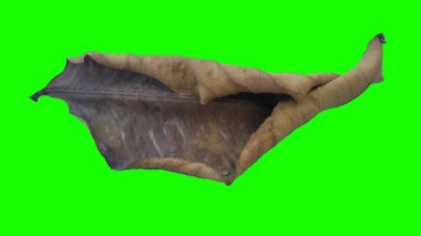 Sonbahar yaprak yeşil izole veya beyaz arka plan