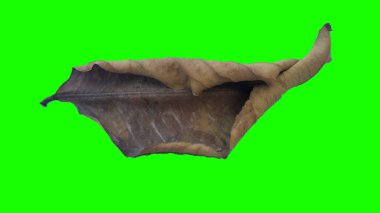 Sonbahar yaprak yeşil izole veya beyaz arka plan