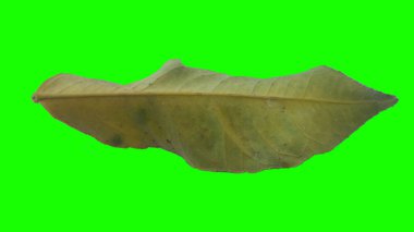 Sonbahar yaprak yeşil izole veya beyaz arka plan