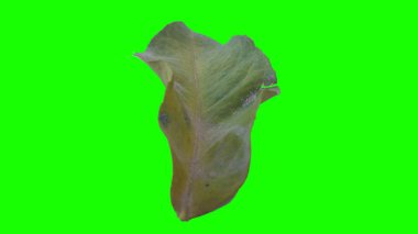 Sonbahar yaprak yeşil izole veya beyaz arka plan