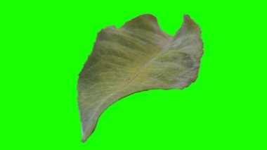 Sonbahar yaprak yeşil izole veya beyaz arka plan