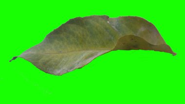 Sonbahar yaprak yeşil izole veya beyaz arka plan