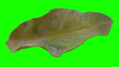 Sonbahar yaprak yeşil izole veya beyaz arka plan